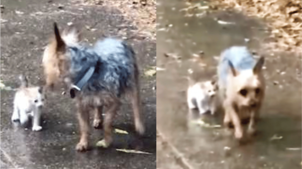 Viral News: മഴയത്ത് വഴിയറിയാതെ പൂച്ചക്കുട്ടി; വീട്ടിലേക്ക് കൂട്ടികൊണ്ടുപോയി നായ; ഹൃദയസ്പർശിയായ വീഡിയോ വൈറൽ