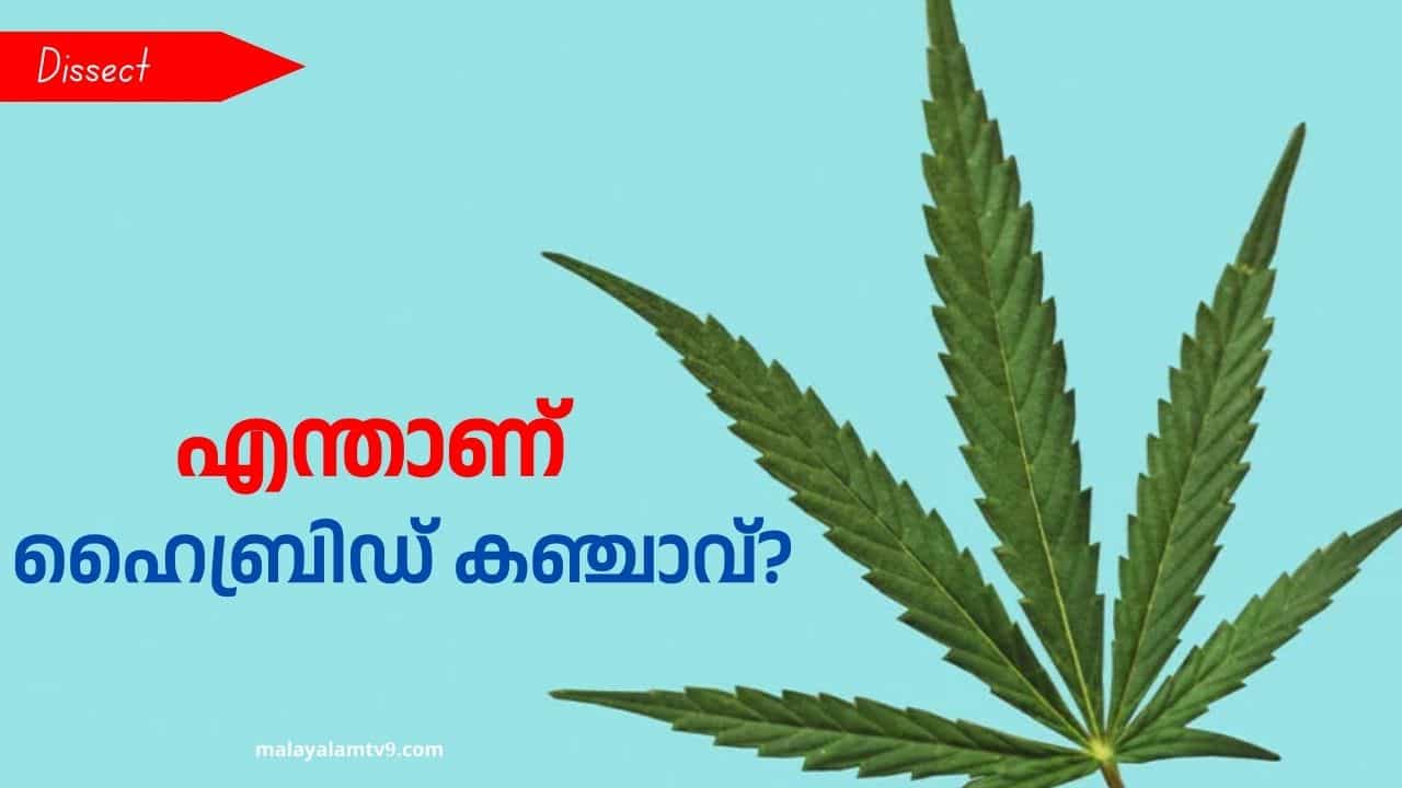 Hybrid Cannabis: എന്താണ് ഹൈബ്രിഡ് കഞ്ചാവ്? കേരളത്തിലെ യുവാക്കളെ വശത്താക്കുന്ന ലഹരി Hybrid Cannabis: എന്താണ് ഹൈബ്രിഡ് കഞ്ചാവ്? കേരളത്തിലെ യുവാക്കളെ വശത്താക്കുന്ന ലഹരി