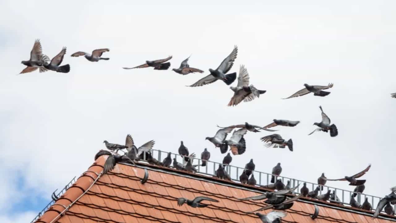Dream Meaning: ഈ പക്ഷികൾ സ്വപ്നത്തിൽ പ്രത്യക്ഷപ്പെടാറുണ്ടോ? പിന്നിൽ ചില കാര്യങ്ങളുണ്ട്