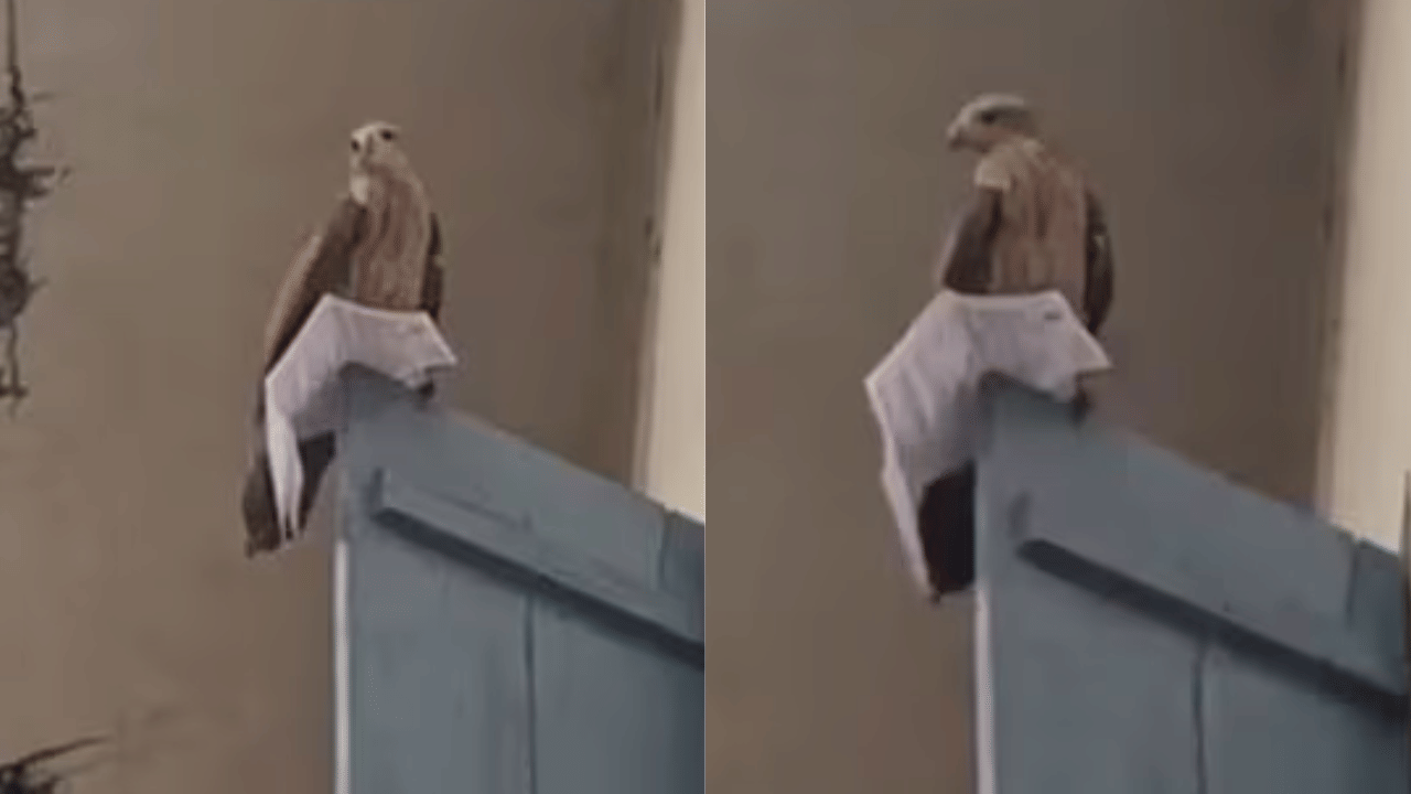 Eagle Snatches PSC Hall Ticket: പി.എസ്.സി ഉദ്യോഗാർത്ഥിയുടെ ഹാൾ ടിക്കറ്റ് റാഞ്ചി പരുന്ത്; പിന്നാലെ തിരികെ നൽകി; വീഡിയോ വൈറൽ Eagle Snatches PSC Hall Ticket: പി.എസ്.സി ഉദ്യോഗാർത്ഥിയുടെ ഹാൾ ടിക്കറ്റ് റാഞ്ചി പരുന്ത്; പിന്നാലെ തിരികെ നൽകി; വീഡിയോ വൈറൽ