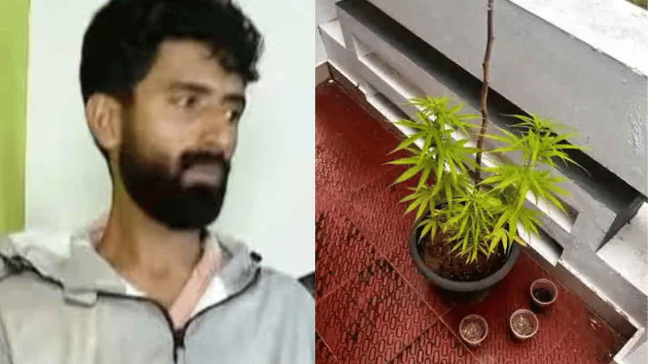 Ganja in Home: തിരുവനന്തപുരത്ത് വീട്ടില്‍ കഞ്ചാവ് ചെടികൾ; കേന്ദ്രസര്‍ക്കാര്‍ ഉദ്യോഗസ്ഥന്‍ പിടിയില്‍