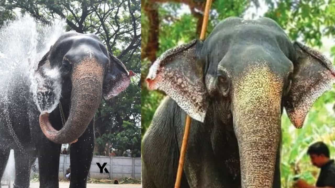 Guruvayur Nandini Elephant: 60 വർഷംമുമ്പ് ഗുരുവായൂരപ്പന് കിട്ടിയ നാലു വയസ്സുകാരി ആനക്കുട്ടി, നന്ദിനിക്ക് റബ്ബർ ഷീറ്റിൻ്റെ മെത്ത വിരിച്ച ദേവസ്വം