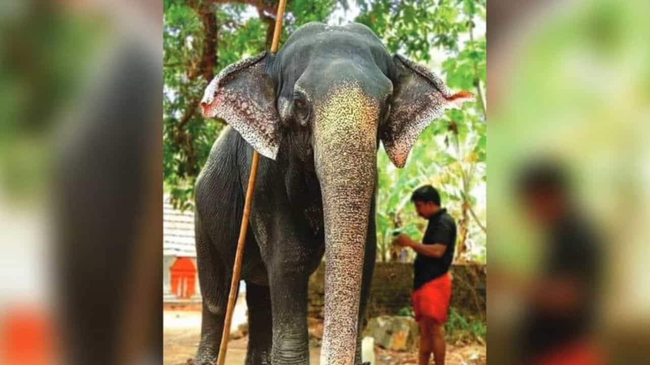 Guruvayur Nandini : ഗജമുത്തശ്ശി ഗുരുവായൂർ നന്ദിനി ചരിഞ്ഞു