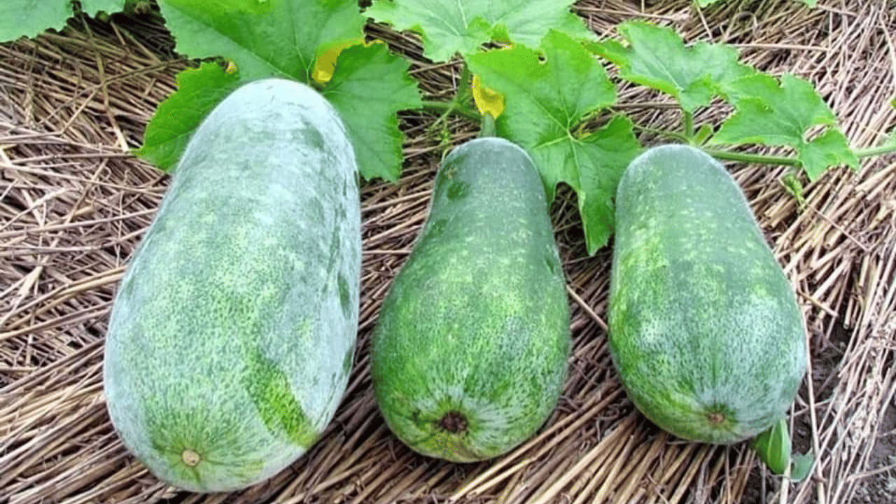 Ash Gourd Benefits: ശരീരഭാരം കുറയ്ക്കാൻ കഴിക്കാം കുമ്പളങ്ങ; വേറെയുമുണ്ട് ഗുണങ്ങൾ