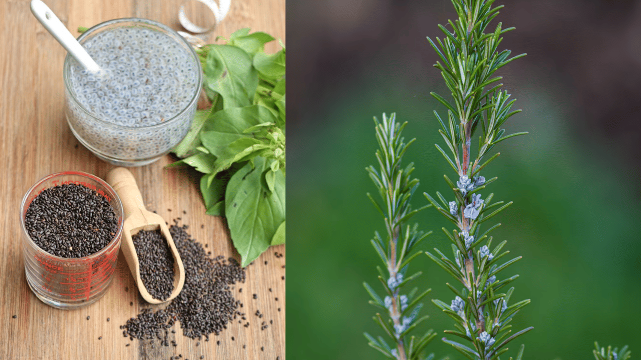 Chia Seeds and Rosemary: മുടി വളർച്ചയ്ക്ക് ചിയ വിത്തുകളും റോസ്മേരിയും: ഉപയോ​ഗിക്കേണ്ടത് ഇങ്ങനെ