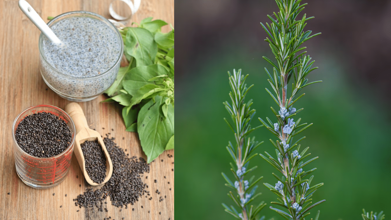 Chia Seeds and Rosemary: മുടി വളർച്ചയ്ക്ക് ചിയ വിത്തുകളും റോസ്മേരിയും: ഉപയോഗിക്കേണ്ടത് ഇങ്ങനെ Chia Seeds and Rosemary: മുടി വളർച്ചയ്ക്ക് ചിയ വിത്തുകളും റോസ്മേരിയും: ഉപയോഗിക്കേണ്ടത് ഇങ്ങനെ