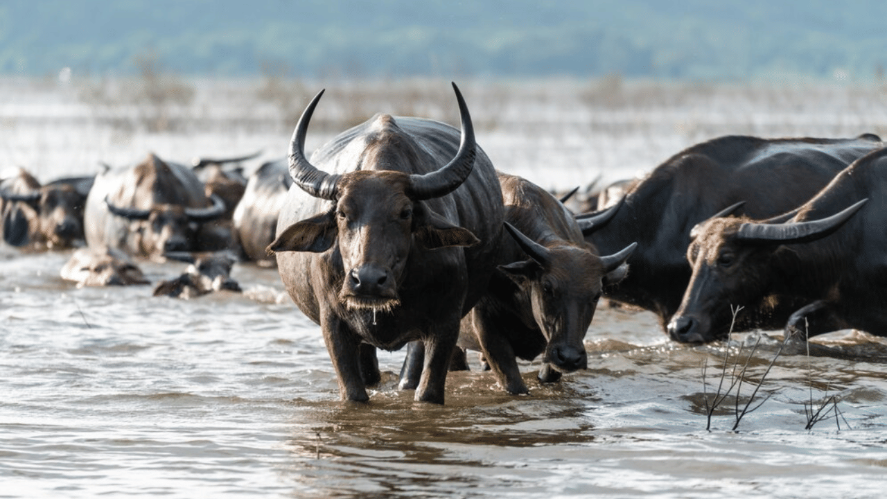 കോഴിക്കോട് ബീച്ചിൽ പോത്തിന്റെ ആക്രമണം; ആറ് വയസുകാരിക്ക് പരിക്ക്