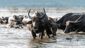 കോഴിക്കോട് ബീച്ചിൽ പോത്തിന്റെ ആക്രമണം; ആറ് വയസുകാരിക്ക് പരിക്ക്