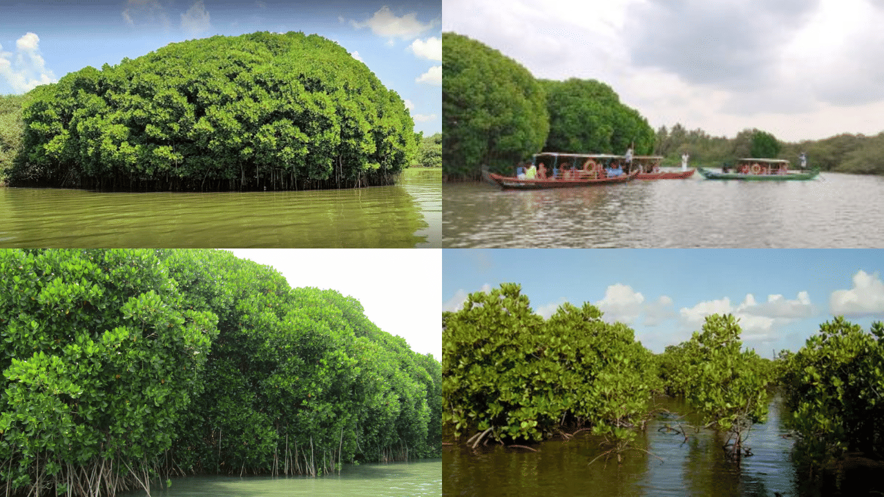 Kadalundi Trip: കടലുണ്ടിക്ക് നന്ദി! പച്ചപ്പിൻ്റെ മാറ്റുരയ്ക്കുന്ന കണ്ടൽകാടുകളുടെ മായാലോകം Kadalundi Trip: കടലുണ്ടിക്ക് നന്ദി! പച്ചപ്പിൻ്റെ മാറ്റുരയ്ക്കുന്ന കണ്ടൽകാടുകളുടെ മായാലോകം