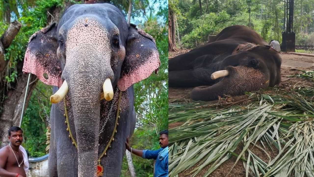 Karuvanthala Ganapathy: കരുവന്തല ഗണപതിക്ക് സംഭവിച്ചത് എന്ത്? ആനപ്രേമികളെ കണ്ണീരിലാഴ്ത്തിയ ദിനം
