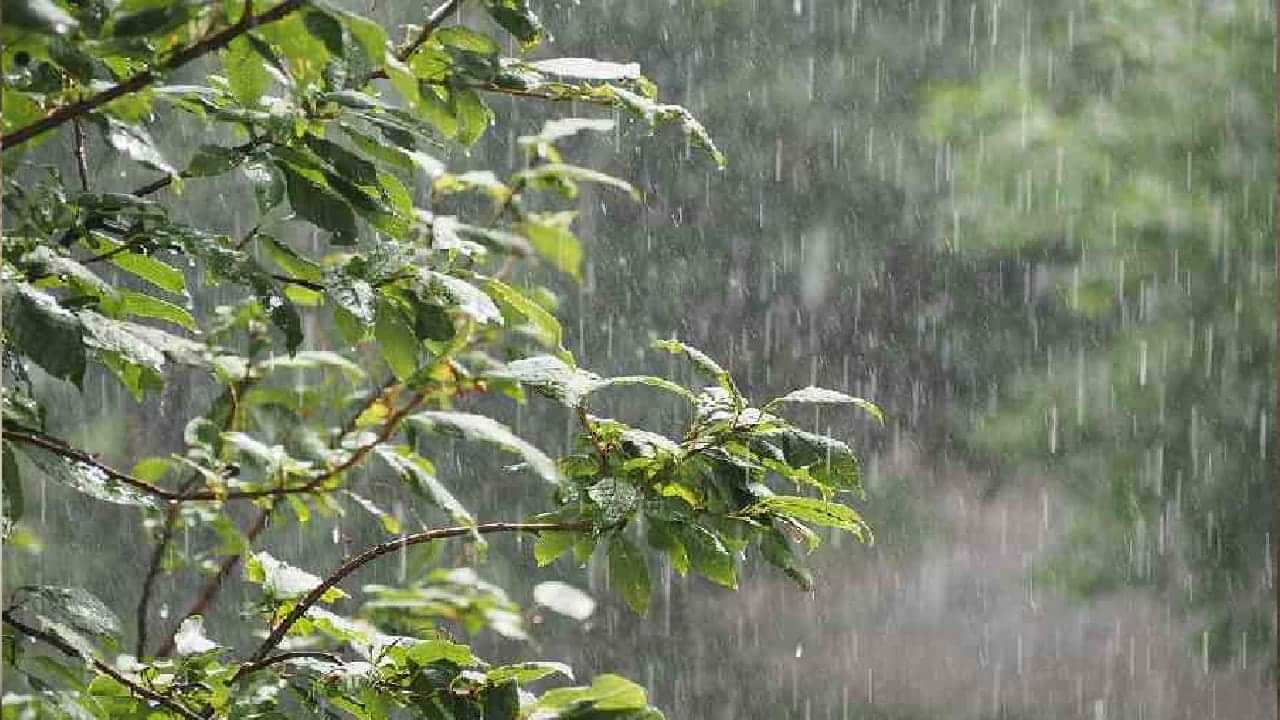Kerala Weather Update: കുട എടുക്കാൻ മറക്കേണ്ട...! സംസ്ഥാനത്ത് വ്യാഴാഴ്ചവരെ ഇടിമിന്നലോടു കൂടിയ മഴയ്ക്ക് സാധ്യത