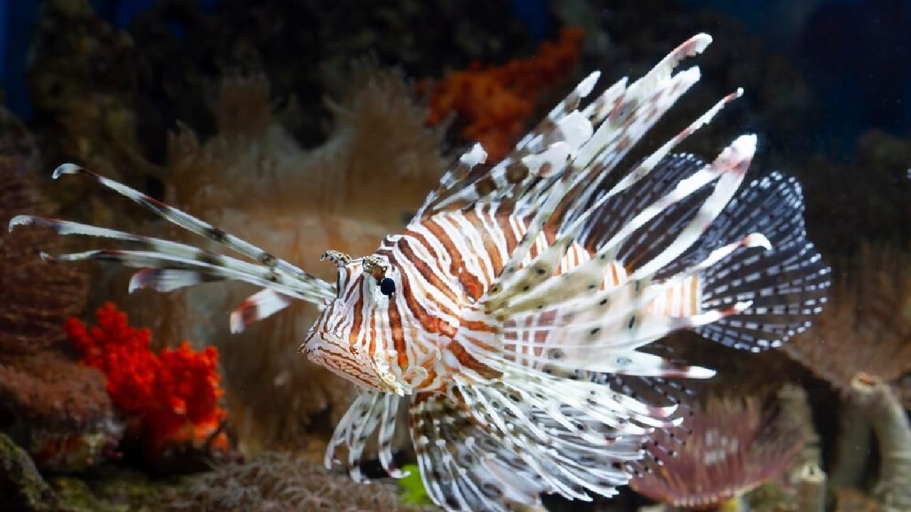 മത്സ്യപ്രേമികളാണ് പല മലയാളികളും. ഊണിന് ഒരു നേരം മീനില്ലാത്ത അവസ്ഥ പലര്ക്കും ചിന്തിക്കാന് പോലും സാധിക്കില്ല. വിവിധ തരത്തിലുള്ള മത്സ്യങ്ങള്. പല നിറങ്ങള്. പല രൂപങ്ങള്. കാണാന് ഏറെ രസമുള്ള, എന്നാല് കയ്യിലിരിപ്പ് മഹാമോശമായ ഒരു മീനുണ്ട്. പേര് ലയണ്ഫിഷ് (Image Credits: Freepik)