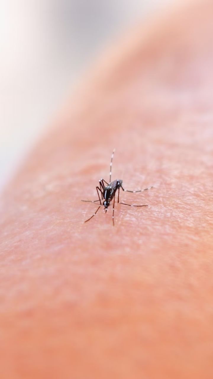Mosquito
