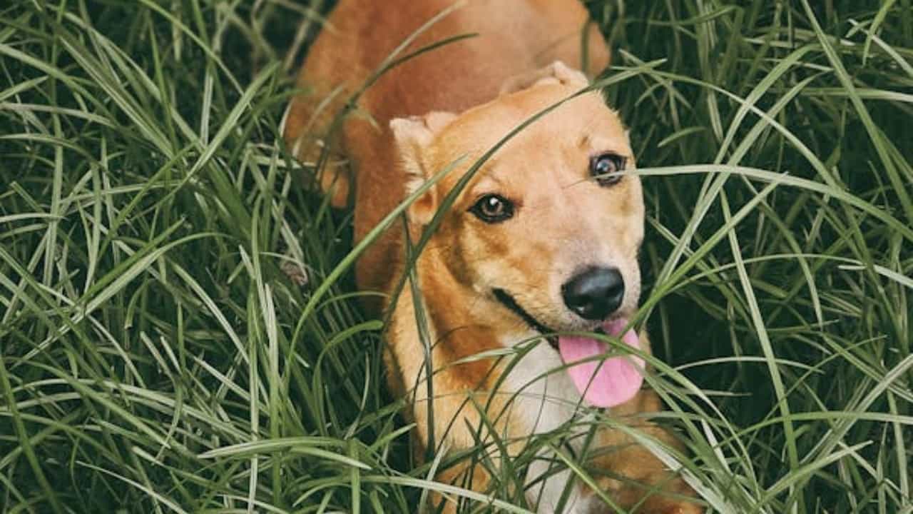 Pet Dog: വിളിച്ചിട്ട് വന്നില്ല; തൊടുപുഴയിൽ വളർത്തുനായയെ വെട്ടിപ്പരിക്കേല്പിച്ച് ഉടമ