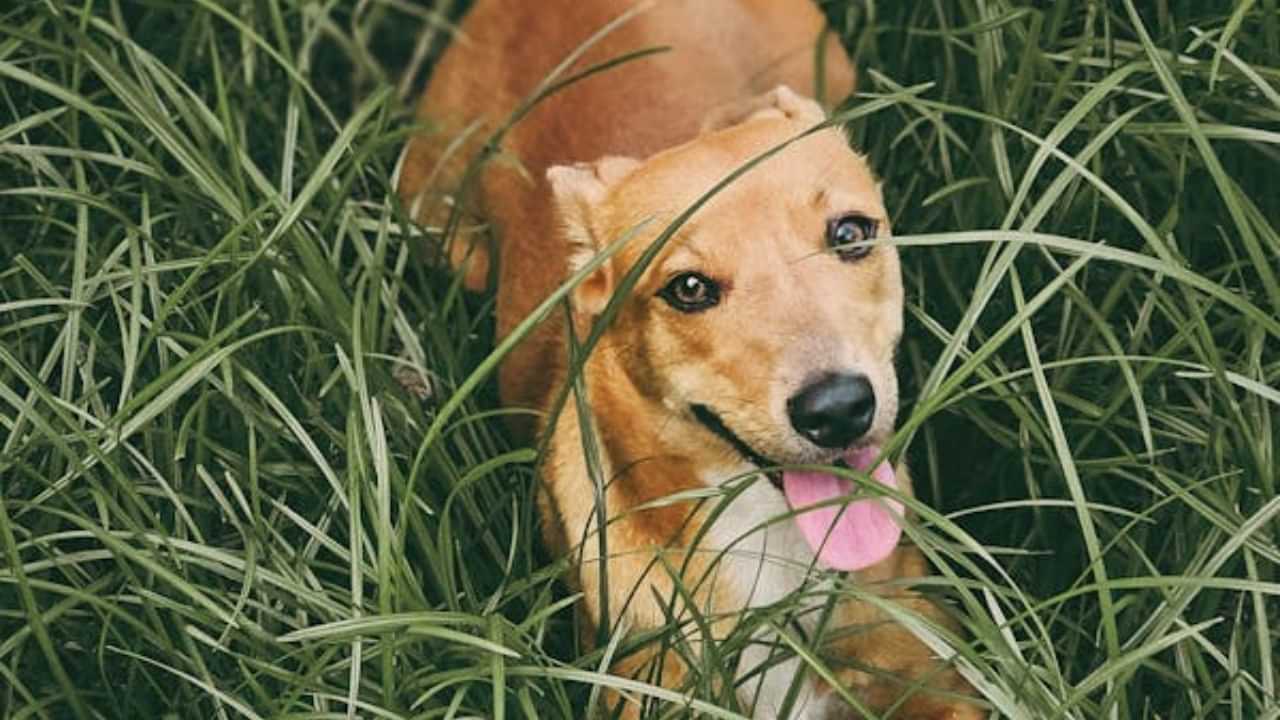 Pet Dog: വിളിച്ചിട്ട് വന്നില്ല; തൊടുപുഴയിൽ വളർത്തുനായയെ വെട്ടിപ്പരിക്കേല്പിച്ച് ഉടമ