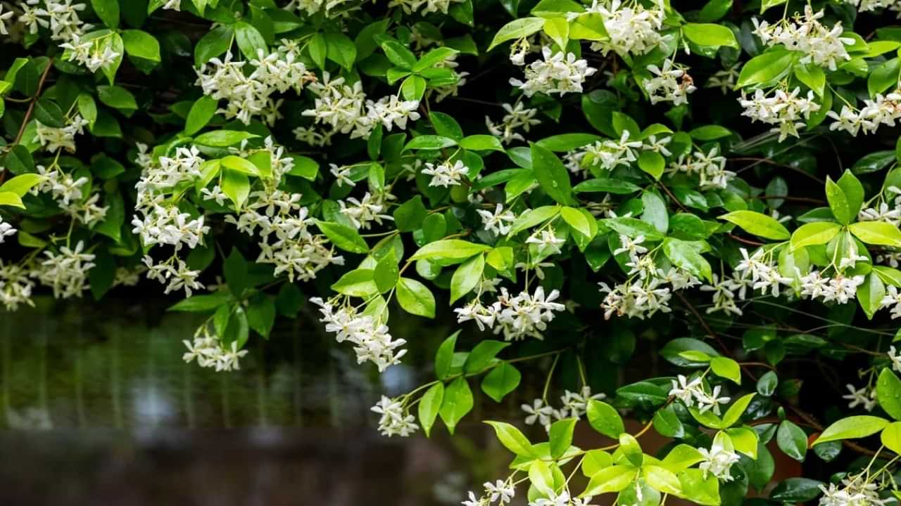 Patanajali Jasmine Research: മുല്ലപ്പൂ ഈ രോഗങ്ങളെ സുഖപ്പെടുത്തുന്നു, പതഞ്ജലിയുടെ ഗവേഷണം Patanajali Jasmine Research: മുല്ലപ്പൂ ഈ രോഗങ്ങളെ സുഖപ്പെടുത്തുന്നു, പതഞ്ജലിയുടെ ഗവേഷണം