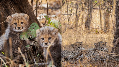 Project Cheetah: വരുന്നൂ 8 ചീറ്റകൾ കൂടി ഇന്ത്യയിലേക്ക്; നാലെണ്ണം ബോട്സ്വാനയിൽ നിന്ന്, പദ്ധതിക്കായി ഇതുവരെ ചെലവായത് 112 കോടി