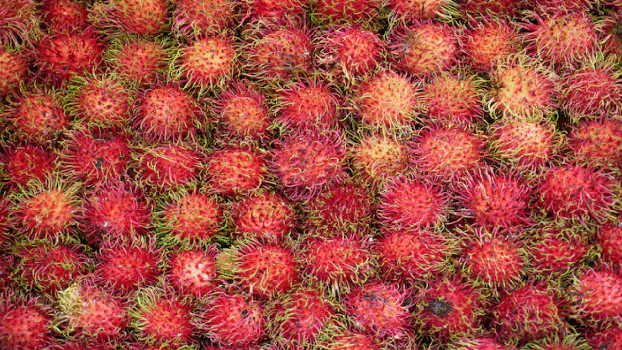 റംബുട്ടാൻ പോഷകസമൃദ്ധമായ ഒരു ഉഷ്ണമേഖലാ പഴമാണ്. വിറ്റാമിനുകൾ, ധാതുക്കൾ, ആന്റിഓക്‌സിഡന്റുകൾ എന്നിവയാൽ സമ്പന്നമായ ഇത് രോഗപ്രതിരോധ ശേഷി, ദഹനം, ഹൃദയാരോഗ്യം, ചർമ്മത്തിന്റെ ഉന്മേഷം എന്നിവ പ്രോത്സാഹിപ്പിക്കുകയും മൊത്തത്തിലുള്ള ആരോ​ഗ്യത്തെ പിന്തുണയ്ക്കുകയും ചെയ്യുന്നു. (Image Credits: Freepik)