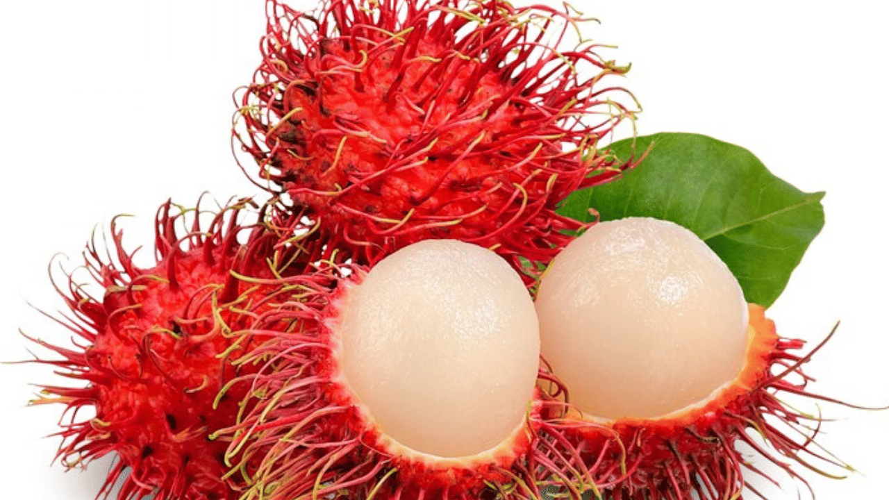 ആരോഗ്യകരമായ കുടൽ മൈക്രോബയോമിനെ പിന്തുണയ്ക്കുന്നതിലൂടെയും, മൊത്തത്തിലുള്ള ദഹന ആരോഗ്യത്തിന് ഏറ്റവും ഉചിതമാണ് റംബൂട്ടാൻ. ഇതിലെ ഫ്രീ റാഡിക്കൽ കേടുപാടുകളിൽ നിന്ന് ചർമ്മത്തെ സംരക്ഷിക്കുന്നു ഒപ്പം ചർമ്മത്തിന്റെ ഇലാസ്തികത വർദ്ധിപ്പിക്കുകയും, ചുളിവുകൾ, നേർത്ത വരകൾ, അകാല വാർദ്ധക്യത്തിന്റെ മറ്റ് ലക്ഷണങ്ങൾ എന്നിവ കുറയ്ക്കുകയും ചെയ്യും.