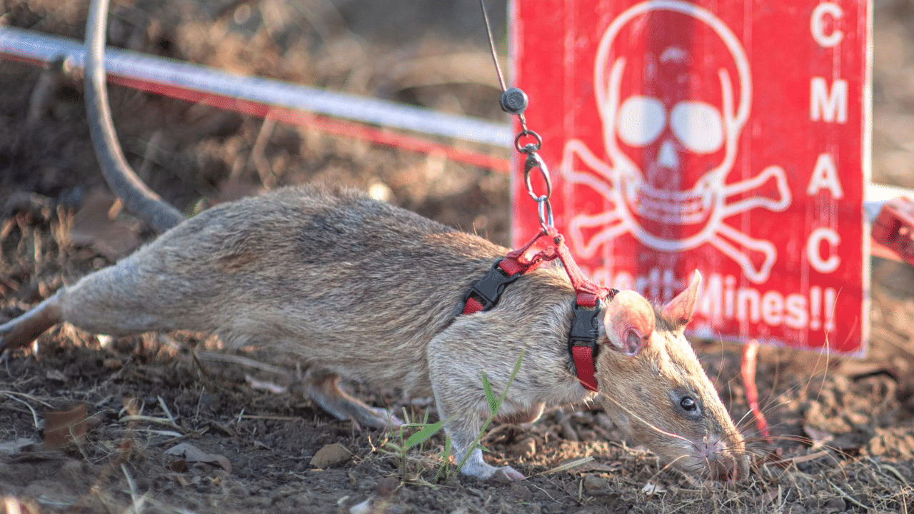 Ronin Rat: മരച്ചീനി മാത്രമല്ല കുഴി ബോംബും മണത്തറിയും ഈ കുഞ്ഞൻ എലി; ഗിന്നസ് ലോക റെക്കോർഡ് നേട്ടത്തിൽ റോണിൻ