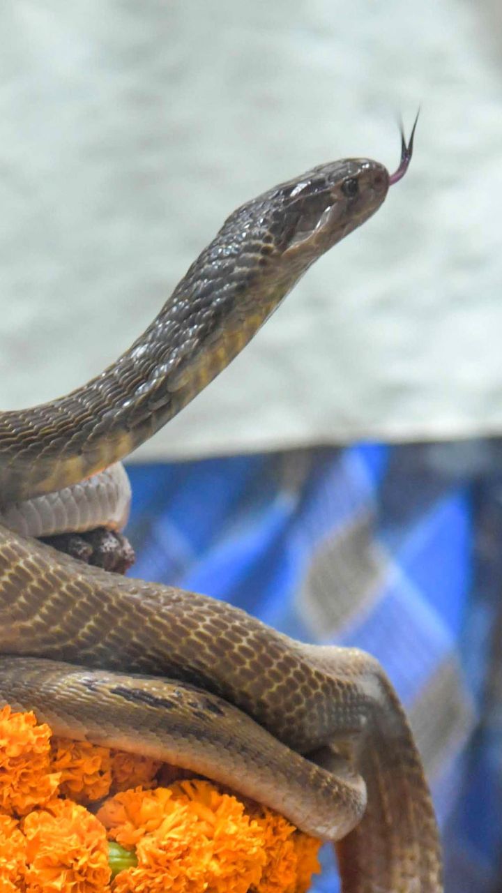 Snake Holy