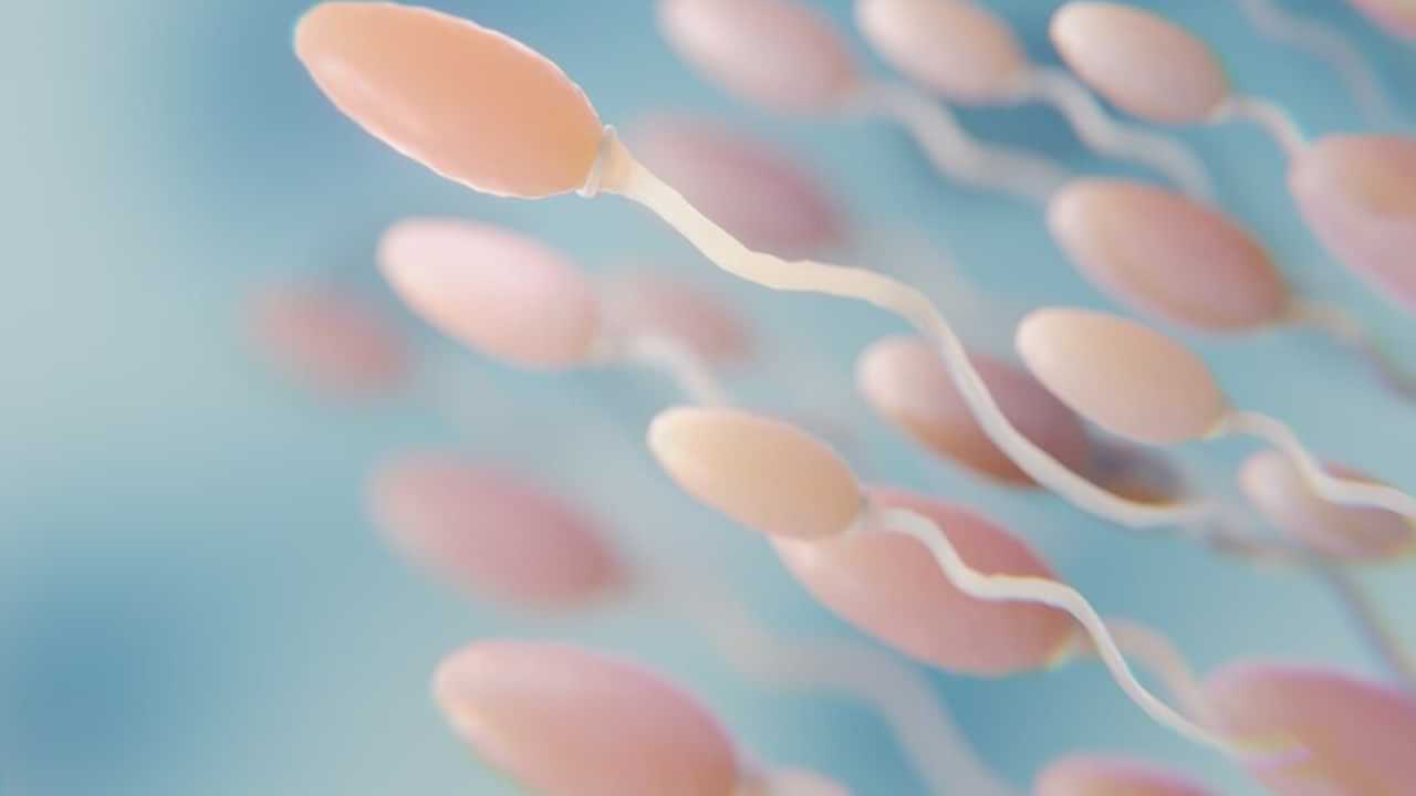 Sperm Race: ലോസ് ഏഞ്ചല്‍സില്‍ ബീജങ്ങളുടെ ഓട്ടമത്സരം, എല്ലാം ലൈവ്; പോരാട്ടം 25ന്‌