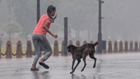 തെരുവ് നായ്ക്കൾക്ക് തീറ്റ കൊടുക്കുന്നവർ സൂക്ഷിക്കുക