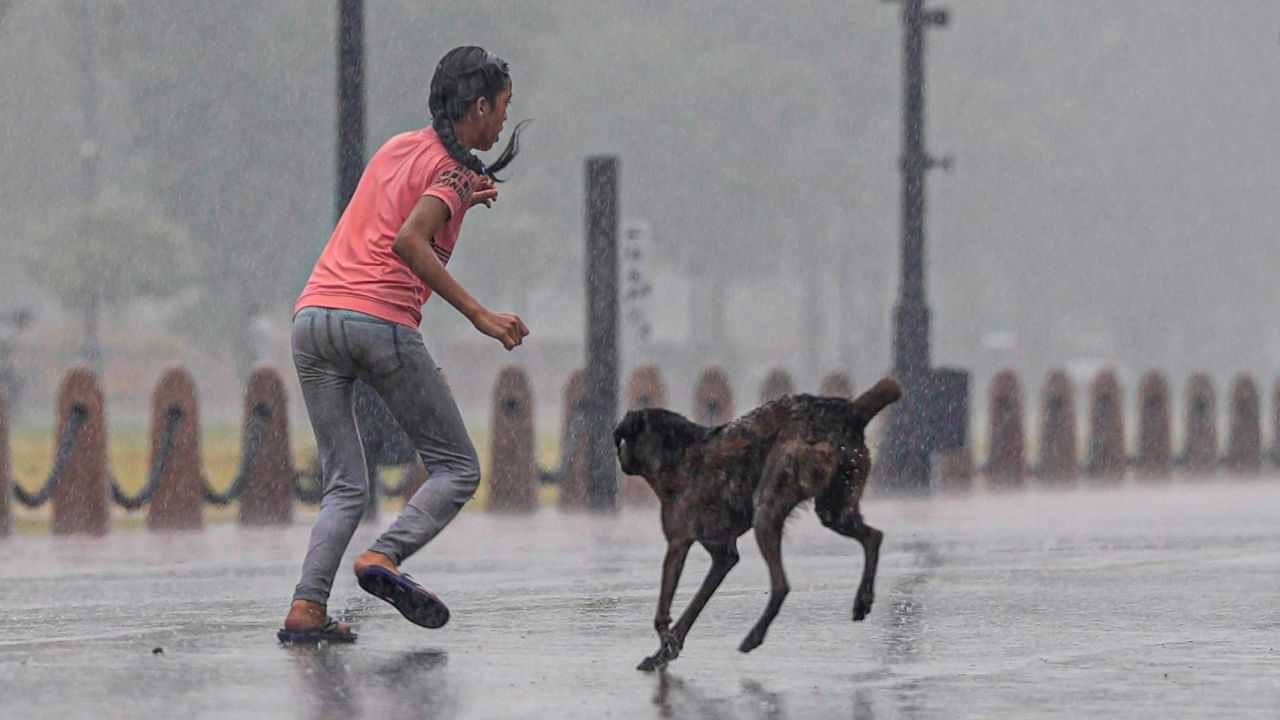 Mavelikara Dog Attack : മാവേലിക്കരയിൽ ഒരു ദിവസം 75 പേരെ കടിച്ച തെരുവുനായയ്ക്ക് പേ വിഷബാധ സ്ഥിരീകരിച്ചു