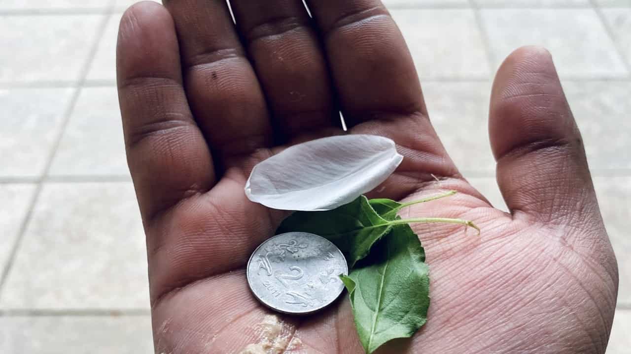 Vishu 2025: വിഷുക്കൈനീട്ടം അത്ര ലളിതമല്ല; എങ്ങനെ, ആർക്ക്, എന്തിന് നൽകണം എന്നറിയാമോ? Vishu 2025: വിഷുക്കൈനീട്ടം അത്ര ലളിതമല്ല; എങ്ങനെ, ആർക്ക്, എന്തിന് നൽകണം എന്നറിയാമോ?