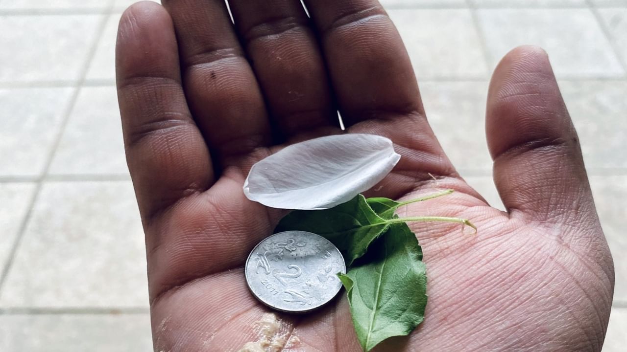 Vishu 2025: വിഷുക്കൈനീട്ടം അത്ര ലളിതമല്ല; എങ്ങനെ, ആർക്ക്, എന്തിന് നൽകണം എന്നറിയാമോ?