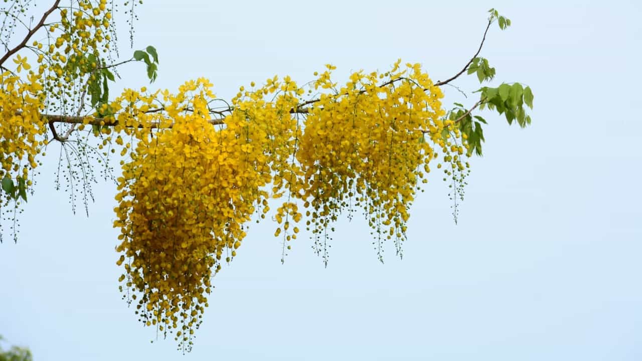 Vishu 2025: വിഷു എന്ന പേര് വന്നതിതെങ്ങനെ?; ജ്യോതിശാസ്ത്രത്തിന് ചിലത് പറയാനുണ്ട്