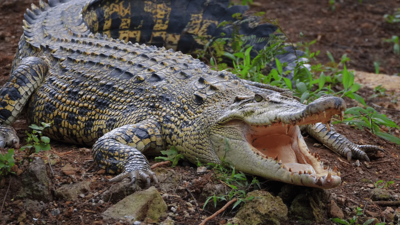 Wife Fight With Alligator:  ഈ ഭാര്യയാണ് ഹീറോ; മുതലയുടെ ആക്രമണത്തിൽ നിന്ന് ഭർത്താവിനെ രക്ഷിച്ച് സ്ത്രീ