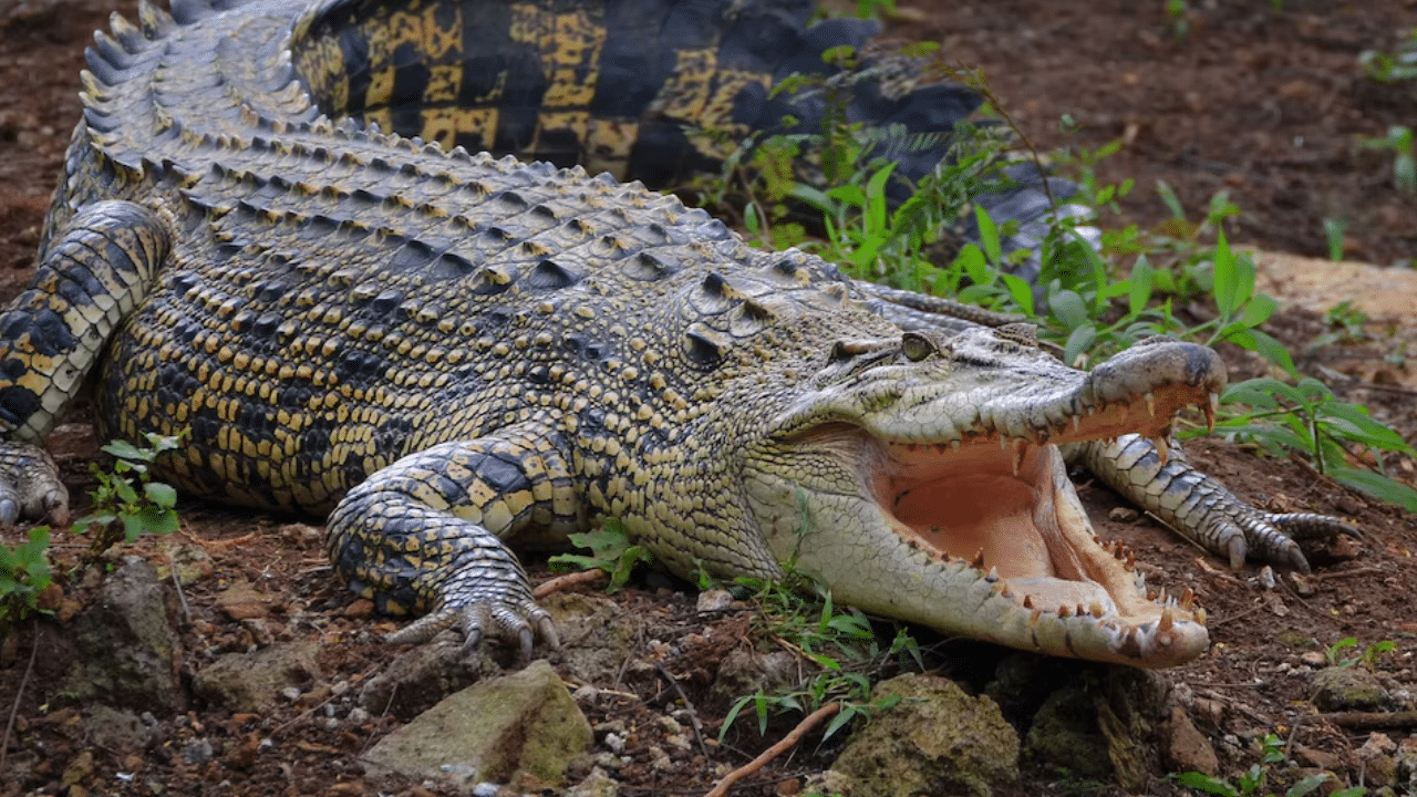Wife Fight With Alligator:  ഈ ഭാര്യയാണ് ഹീറോ; മുതലയുടെ ആക്രമണത്തിൽ നിന്ന് ഭർത്താവിനെ രക്ഷിച്ച് സ്ത്രീ