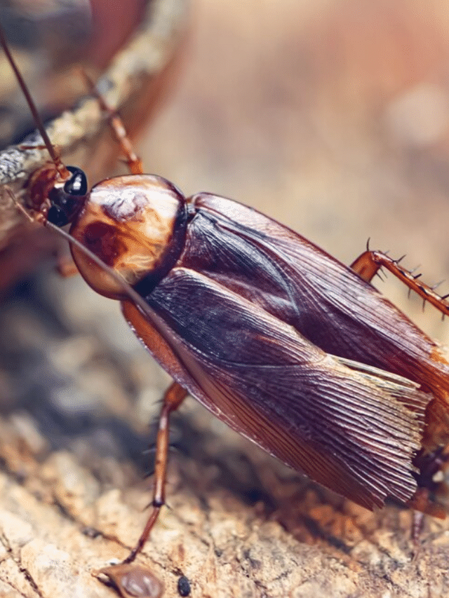 Cockroach Control