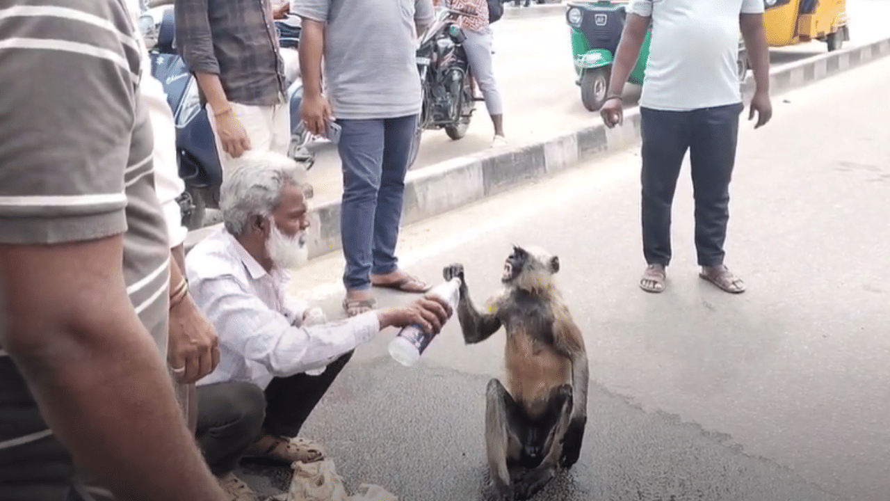 Viral Video: വാഹനമിടിച്ച് ഗുരുതരമായി പരിക്കേറ്റ് കുരങ്ങ്; രക്ഷകരായി നാട്ടുകാർ, വിഡിയോ വൈറൽ