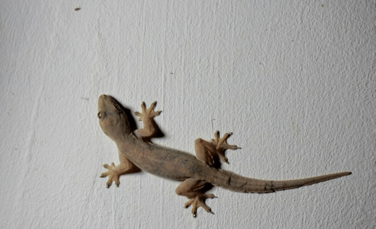 Gauli Shastra: പല്ലി ദേഹത്ത് വീഴുന്നത് നല്ലതാണോ? ഇക്കാര്യങ്ങൾ അറിയൂ...