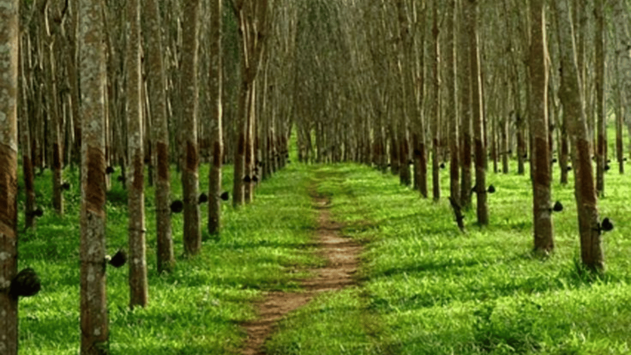 Subsidy Scheme for Farmers: റബ്ബർ, ഏലം, കാപ്പി കർഷകർക്ക് സന്തോഷ വാർത്ത; പുതിയ ധനസഹായം ഈ വർഷം മുതൽ, നേട്ടം ഈ ജില്ലകളിലെ കർഷർക്ക് മാത്രം