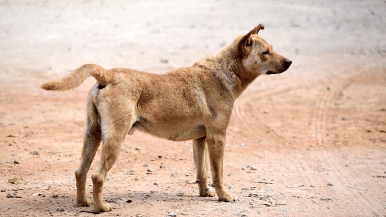Silvassa Boy Missing: കാണാതായ കുട്ടിയെ കണ്ടെത്താൻ സഹായിച്ചത് തെരുവ് നായ; മൃതദേഹം മൺകൂനയ്ക്കുള്ളിൽ