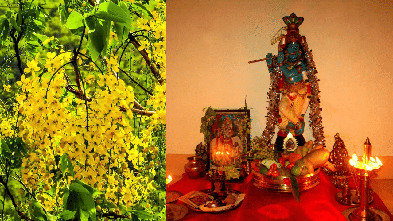 Vishu 2025: വിഷുവിന് കൊന്നയ്ക്ക് എന്താണ് കാര്യം? കണിക്കൊന്നയുടെ പിന്നിലെ കഥ ഇതോ