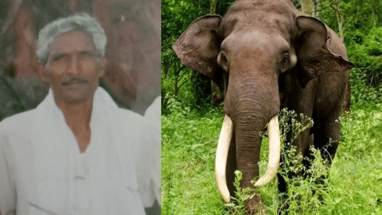Wild Elephant Attack: കാട്ടാനാക്രമണം; അറുമുഖന്റെ പോസ്റ്റ്മോർട്ടം ഇന്ന്, കാട്ടാനയെ പിടികൂടണമെന്ന് ആവശ്യം