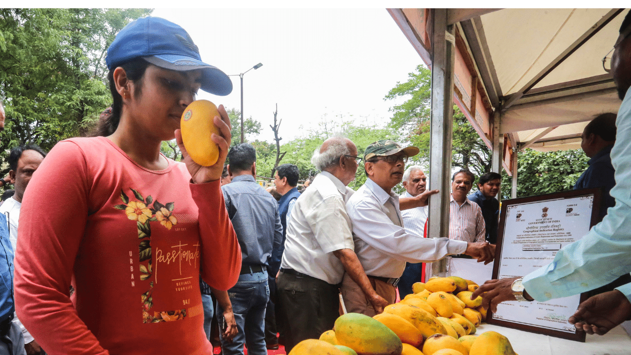 ഇന്ന്, 87-ലധികം രാജ്യങ്ങളിൽ മാമ്പഴം കൃഷി ചെയ്യുന്നുണ്ട്, ആഗോള ഉത്പാദനത്തിൻ്റെ 50%ത്തിലധികവും ഇന്ത്യയിൽ നിന്നാണ്.