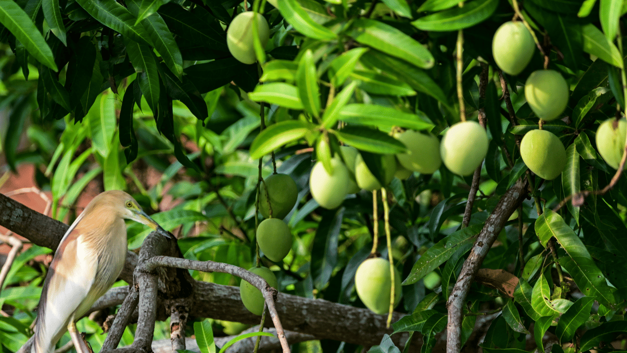 പഴങ്ങളുടെ രാജാവ് എന്ന് അറിയപ്പെടുന്ന മാമ്പഴത്തിന് ദക്ഷിണേഷ്യയുടെയും തെക്കുകിഴക്കൻ ഏഷ്യയുടെയും സാംസ്കാരികവും കാർഷികവുമായ പാരമ്പര്യവുമായി ഇഴചേർന്ന സമ്പന്നമായ ഒരു ചരിത്രമുണ്ട്.‌