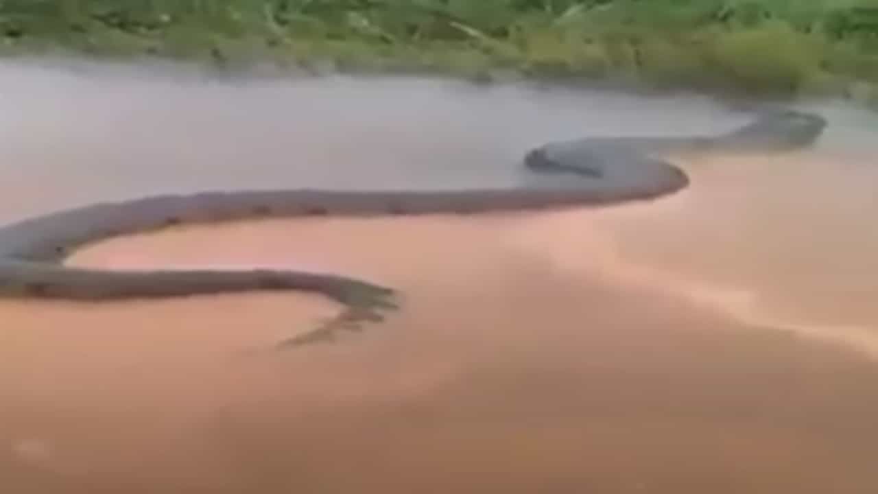 Anaconda Viral Video: ആമസോൺ നദിയിൽ വമ്പൻ അനാകോണ്ട; എഐ വിഡിയോയെന്നും അല്ലെന്നും സോഷ്യൽ മീഡിയ