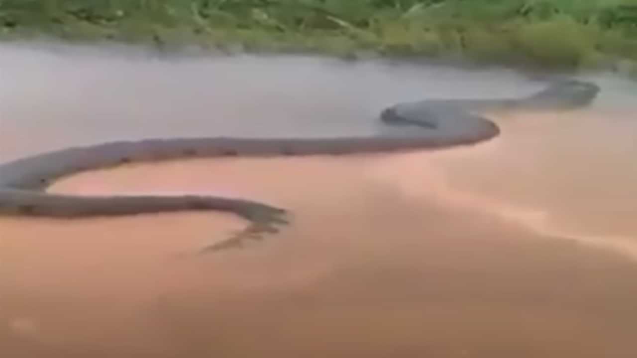 Anaconda Viral Video: ആമസോൺ നദിയിൽ വമ്പൻ അനാകോണ്ട; എഐ വിഡിയോയെന്നും അല്ലെന്നും സോഷ്യൽ മീഡിയ Anaconda Viral Video: ആമസോൺ നദിയിൽ വമ്പൻ അനാകോണ്ട; എഐ വിഡിയോയെന്നും അല്ലെന്നും സോഷ്യൽ മീഡിയ