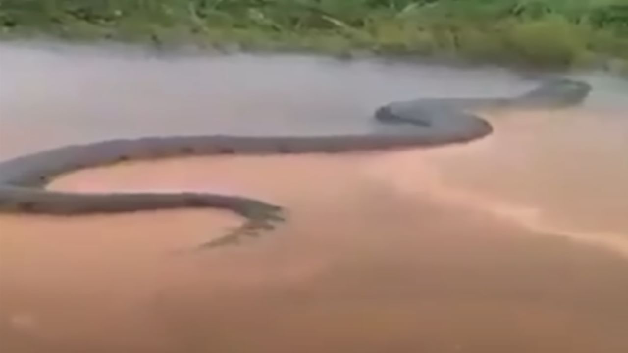 Anaconda Viral Video: ആമസോൺ നദിയിൽ വമ്പൻ അനാകോണ്ട; എഐ വിഡിയോയെന്നും അല്ലെന്നും സോഷ്യൽ മീഡിയ