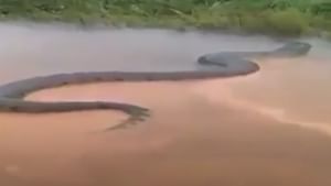 Anaconda Viral Video: ആമസോൺ നദിയിൽ വമ്പൻ അനാകോണ്ട; എഐ വിഡിയോയെന്നും അല്ലെന്നും സോഷ്യൽ മീഡിയ