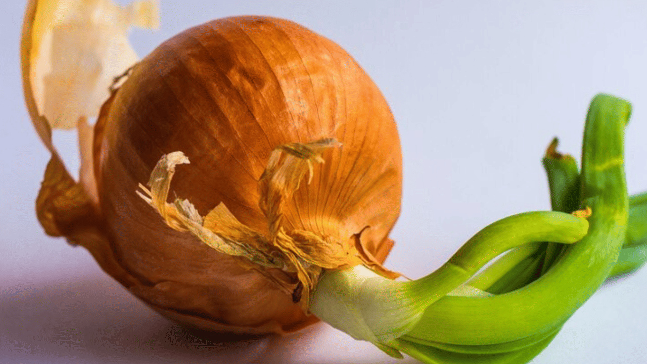 പ്രതിവർഷം ദശലക്ഷക്കണക്കിന് മരണങ്ങൾക്ക് ഈ ഫം​ഗസ് കാരണമാകുന്നുണ്ട്. ഇത് ആളുകളിൽ ​ഗുരുതരമായ ശ്വാസകോശ സംബന്ധമായ പ്രശ്നങ്ങൾക്ക് ഇടയാക്കിയേക്കുമെന്നും ചില പഠനങ്ങൾ സൂചിപ്പിച്ചിട്ടുണ്ട്. 
