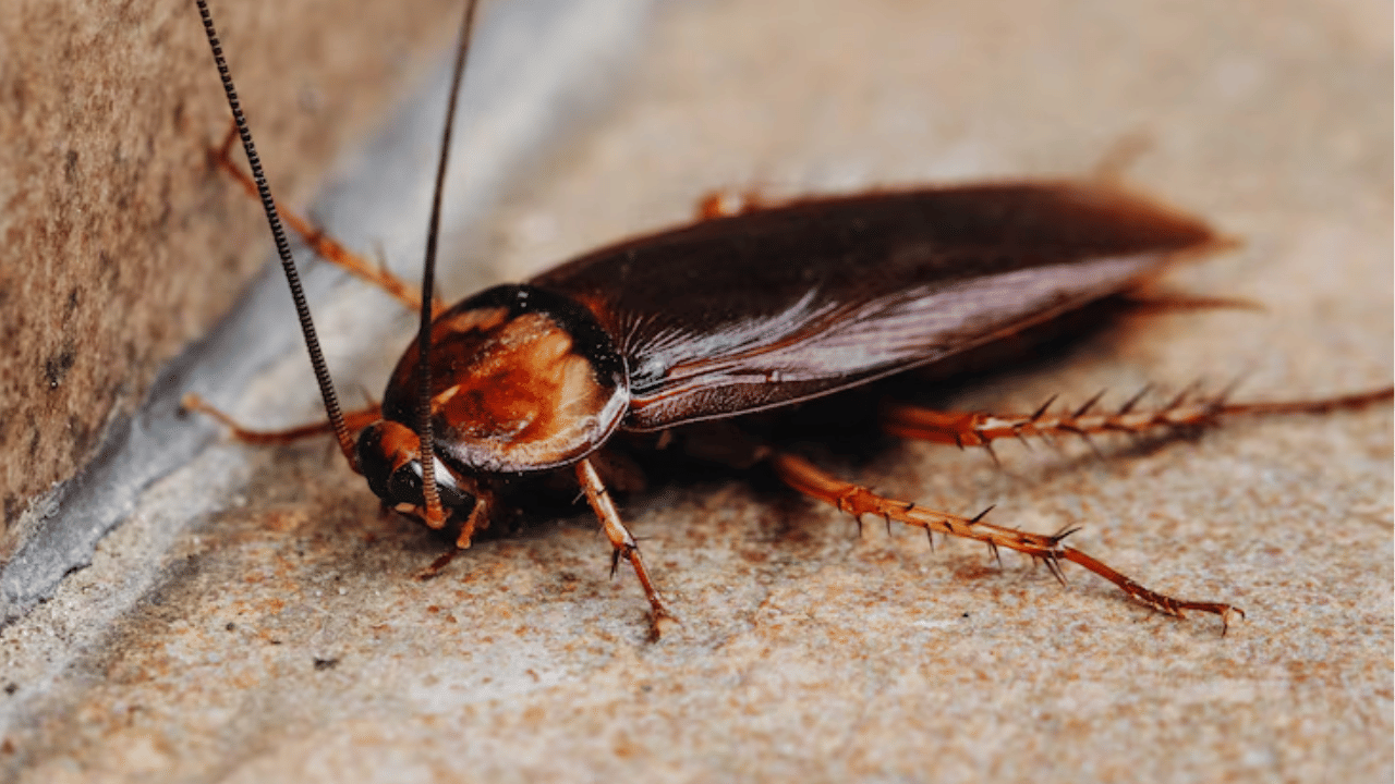 Cockroaches on Spirit airlines: പാറ്റകളുടെ വിമാന യാത്ര, പരിഭ്രാന്തിയിൽ യാത്രക്കാരിയും; വൈറലായി വിഡിയോ