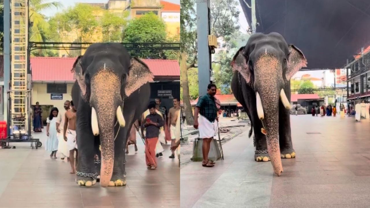 Elephant Gopkannan : അപ്രതീക്ഷിതം, ഗുരുവായൂർ ആനക്കോട്ടയിലെ ഗോപീകണ്ണൻ ചരിഞ്ഞു