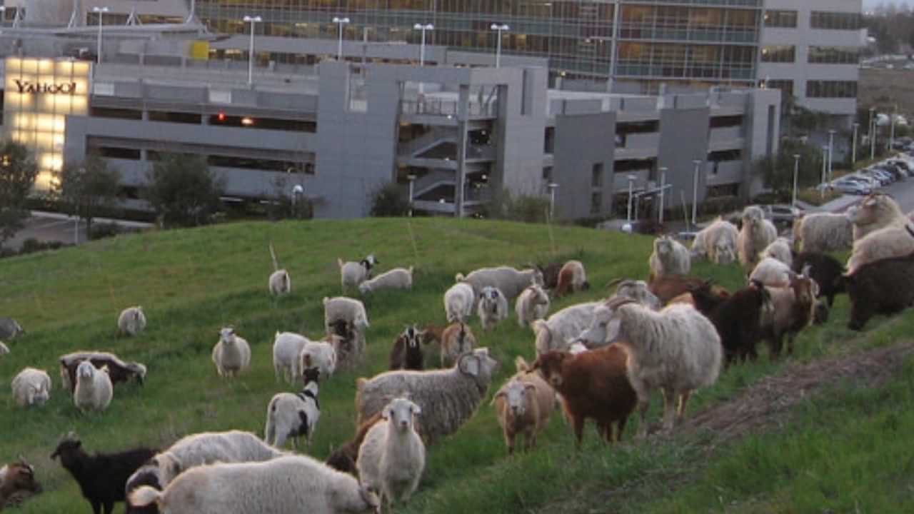 Viral News: എന്തിനാണ് ഗൂഗിളിലേക്ക് 200 ചെമ്മരിയാടുകൾ, സംഭവം ട്രെൻഡിംഗിൽ